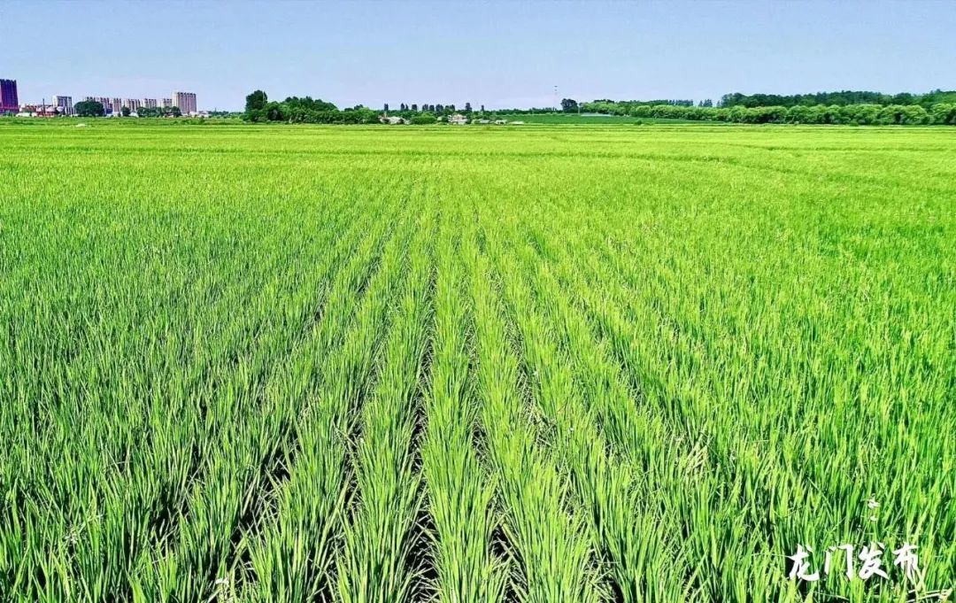 寿宁富硒大米（富硒的大米）-硒宝网