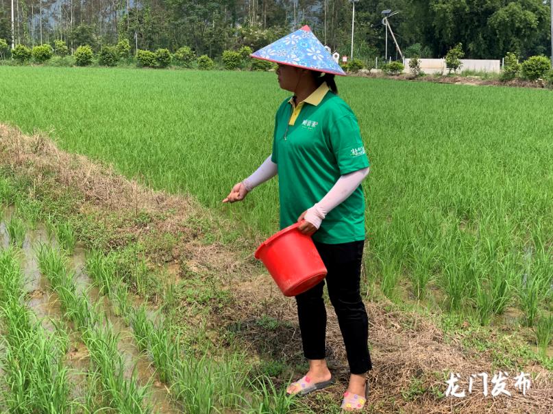 寿宁富硒大米（富硒的大米）-硒宝网
