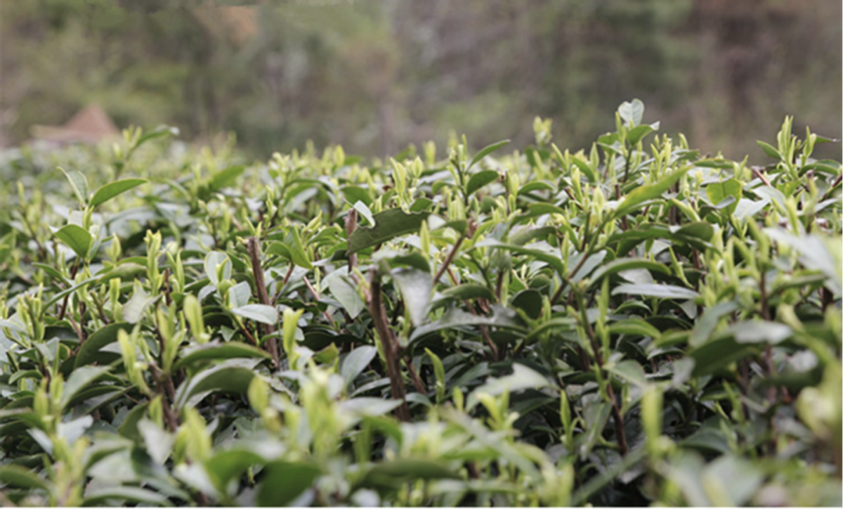 一壶春富硒茶(富硒茶杯市场价格)-硒宝网