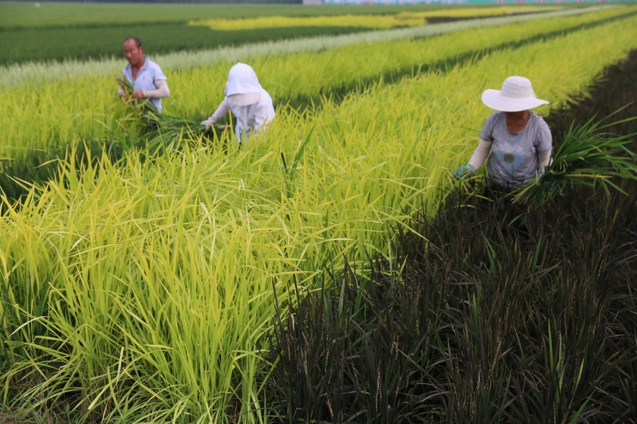 如皋富硒大米(江苏如皋富硒米)-硒宝网