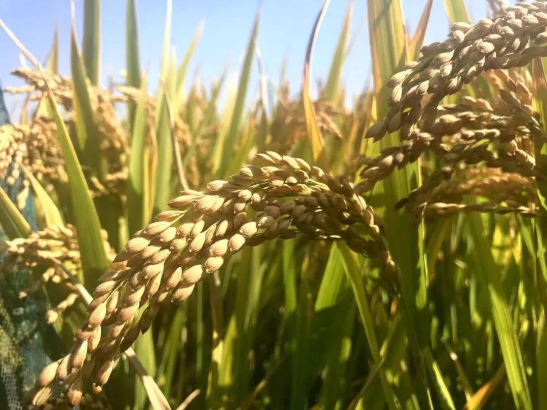 如皋富硒大米(江苏如皋富硒米)-硒宝网