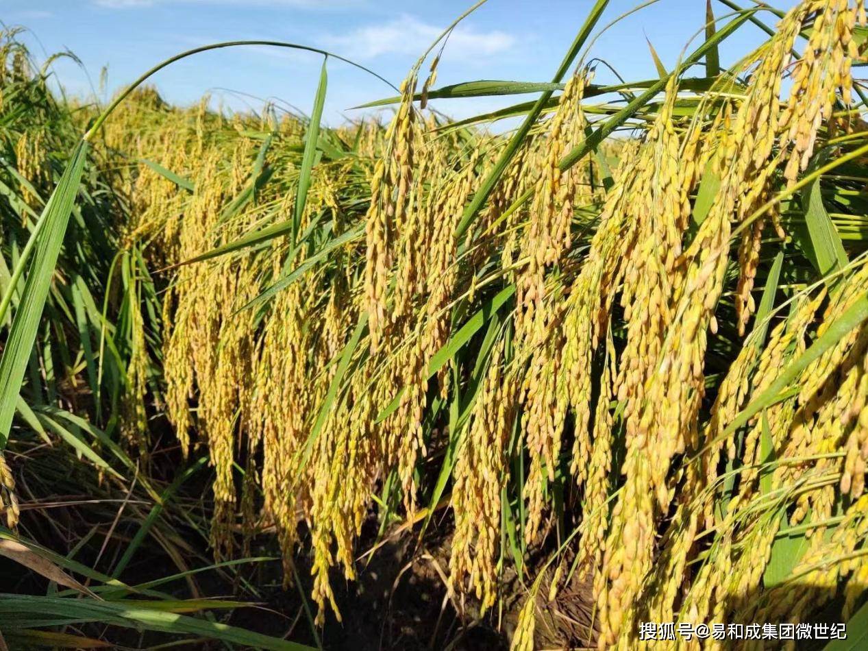 富硒大米市?。ù竺赘晃谐∏熬埃?硒宝网