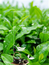 喝富硒茶胃疼（吃茶胃疼）-硒宝网