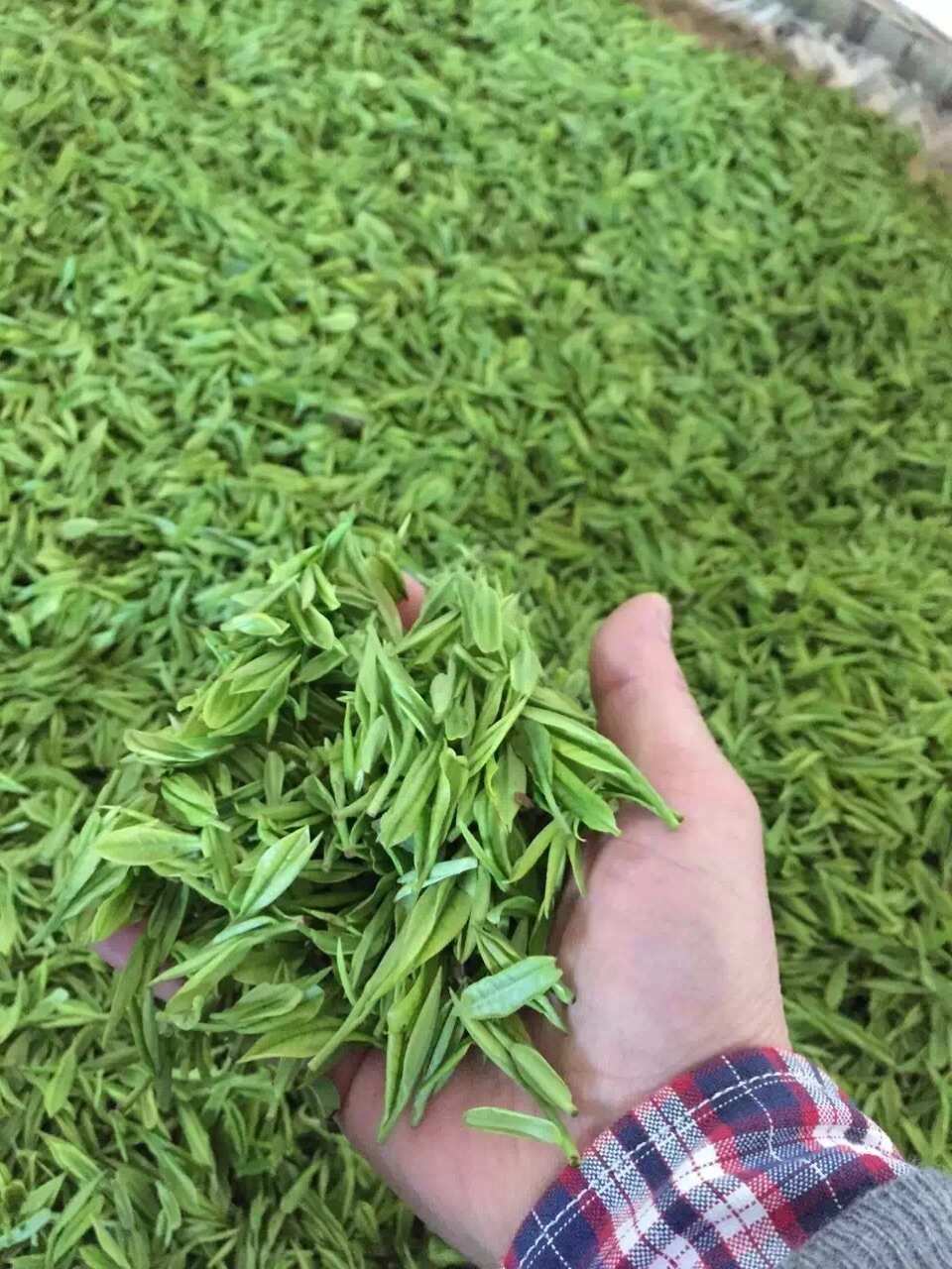 四川省富硒茶(四川富硒土壤分布图)-硒宝网