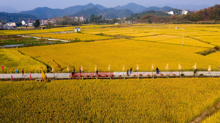 青灯富硒大米(富硒大米的绿色骗局)-硒宝网