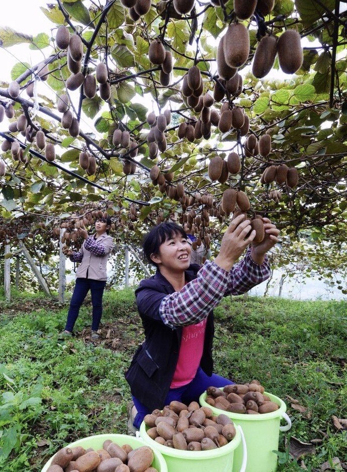 青灯富硒大米(富硒大米的绿色骗局)-硒宝网
