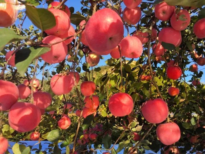 青灯富硒大米(富硒大米的绿色骗局)-硒宝网