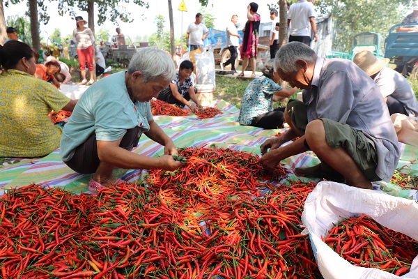 青灯富硒大米(富硒大米的绿色骗局)-硒宝网