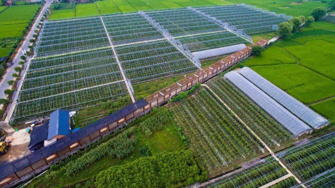 富硒大米公司（富硒大米产地有哪些）-硒宝网