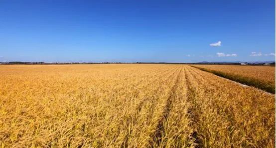 富硒大米之乡(富硒大米市场前景)-硒宝网