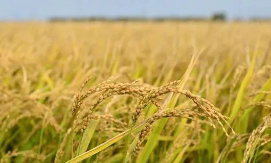 富硒大米之乡(富硒大米市场前景)-硒宝网