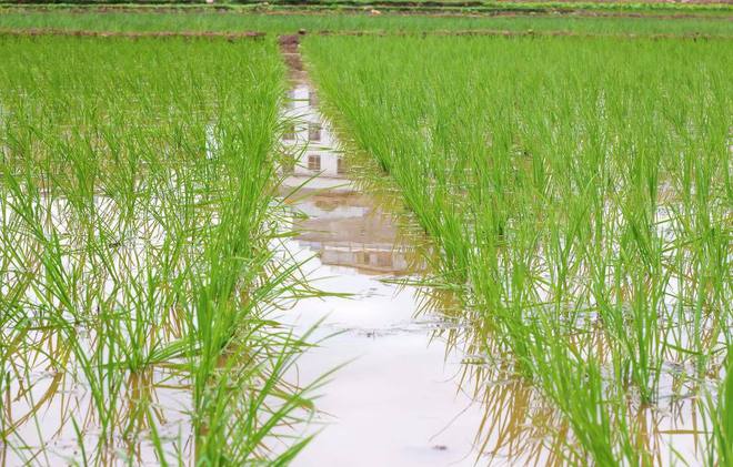 大米富硒大米（大米富硒含量标准）-硒宝网