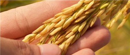 富硒大米口感(富硒大米口感如何)-硒宝网