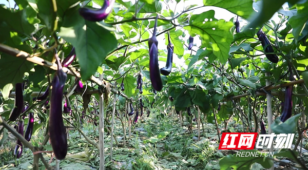 永州富硒大米(富硒大米好在哪)-硒宝网