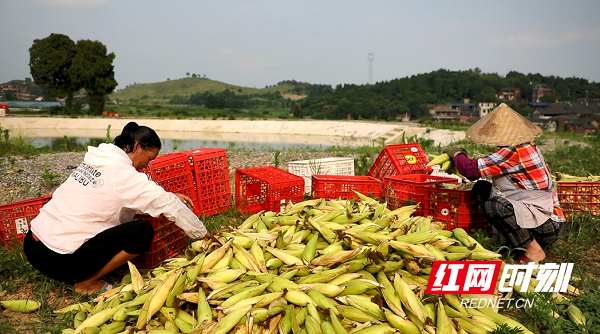 永州富硒大米(富硒大米好在哪)-硒宝网