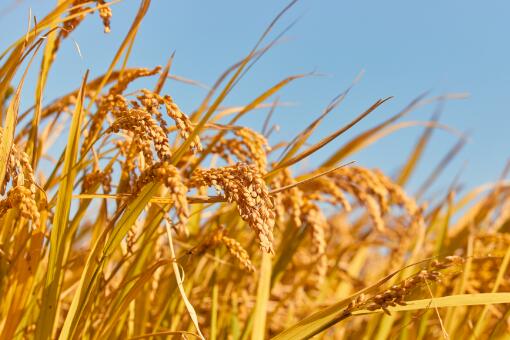 富硒大米贵吗(富硒大米的硒指什么)-硒宝网