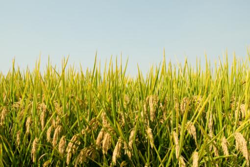 富硒大米贵吗(富硒大米的硒指什么)-硒宝网