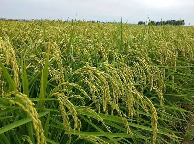 富硒五彩大米（富硒大米的颜色）-硒宝网