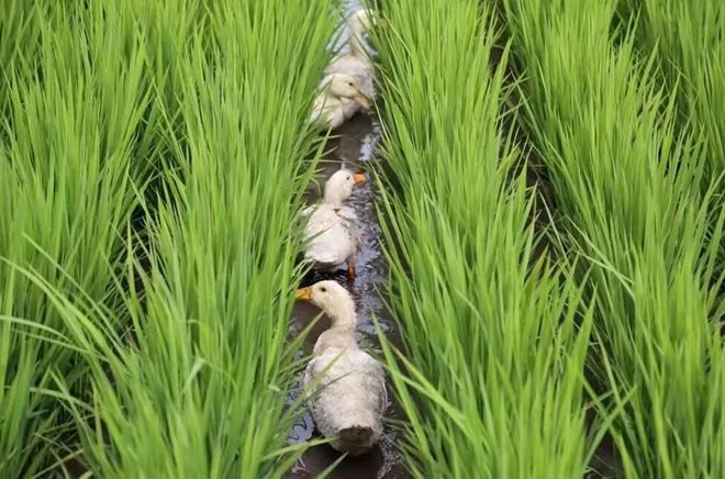 富硒五彩大米（富硒大米的颜色）-硒宝网