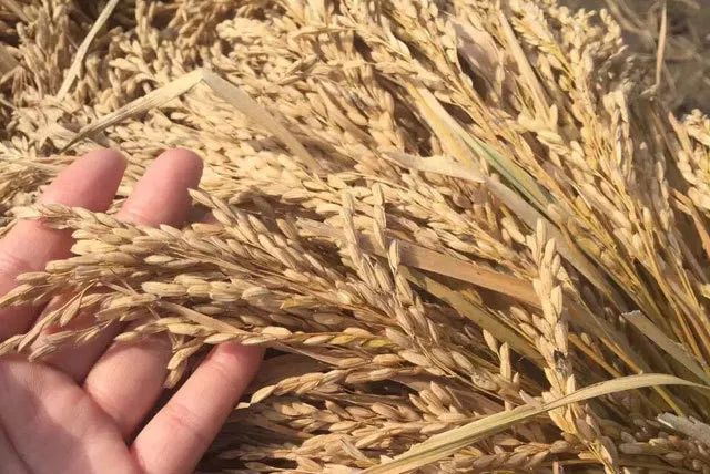 富硒五彩大米（富硒大米的颜色）-硒宝网