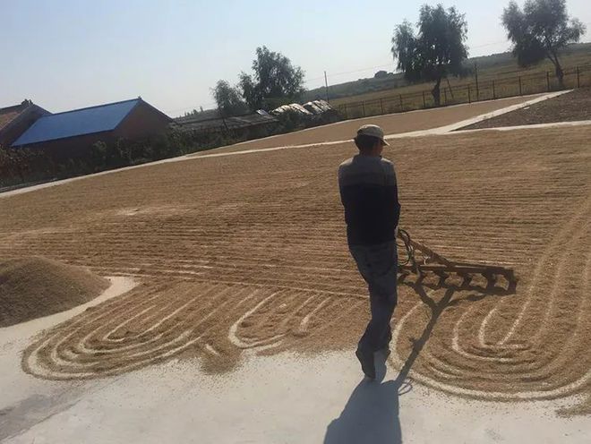 富硒五彩大米（富硒大米的颜色）-硒宝网