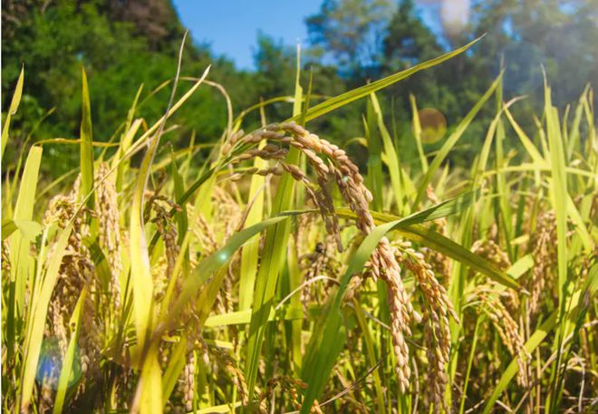 富硒五彩大米（富硒大米的颜色）-硒宝网