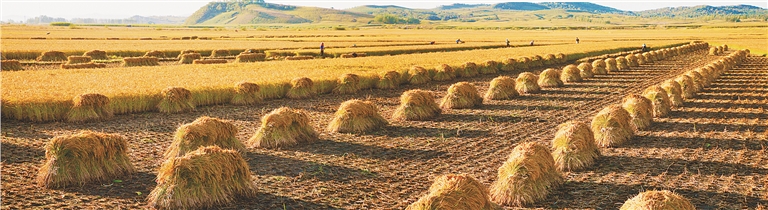 富硒大米产业(富硒大米产量)-硒宝网