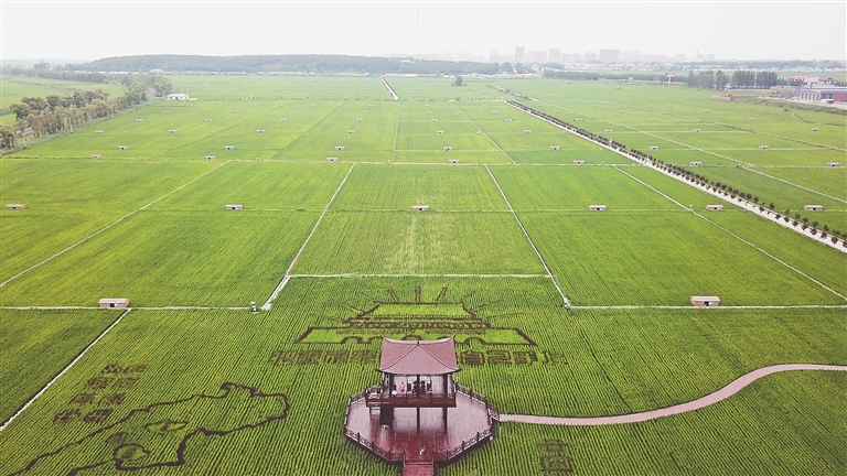 富硒大米产业(富硒大米产量)-硒宝网