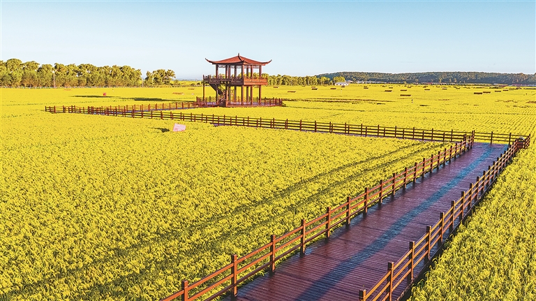 富硒大米产业(富硒大米产量)-硒宝网