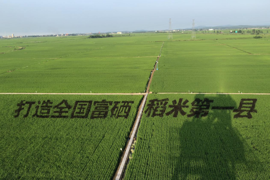 米富富硒大米（富硒大米含硒吗）-硒宝网