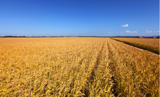 米富富硒大米（富硒大米含硒吗）-硒宝网