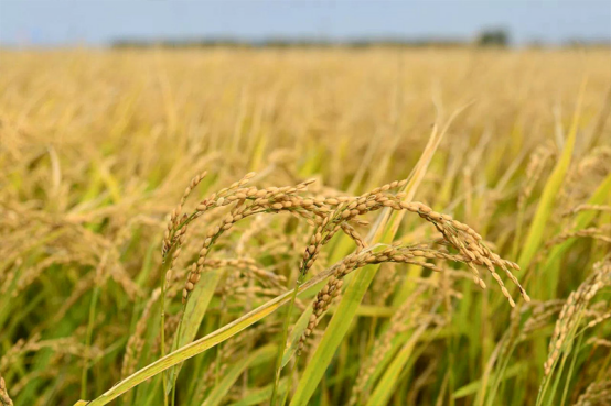 米富富硒大米（富硒大米含硒吗）-硒宝网