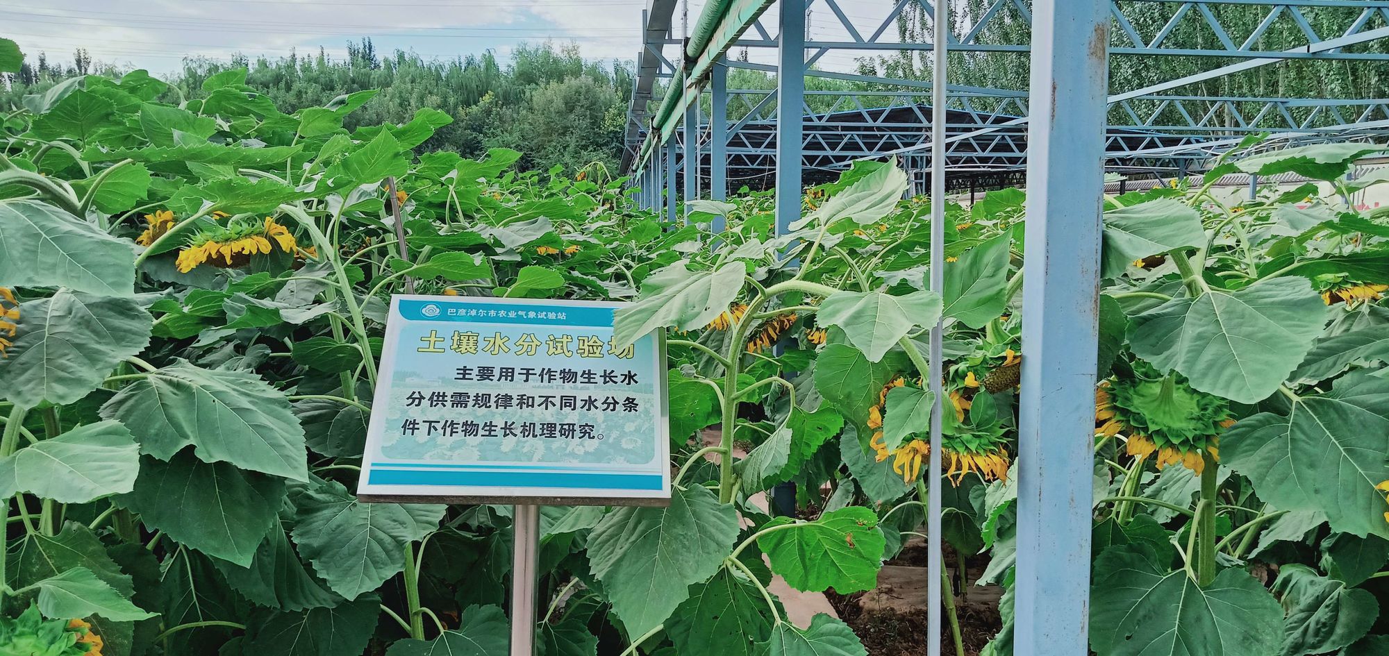 看准富硒大米（大米富硒含硒的国家标准）-硒宝网