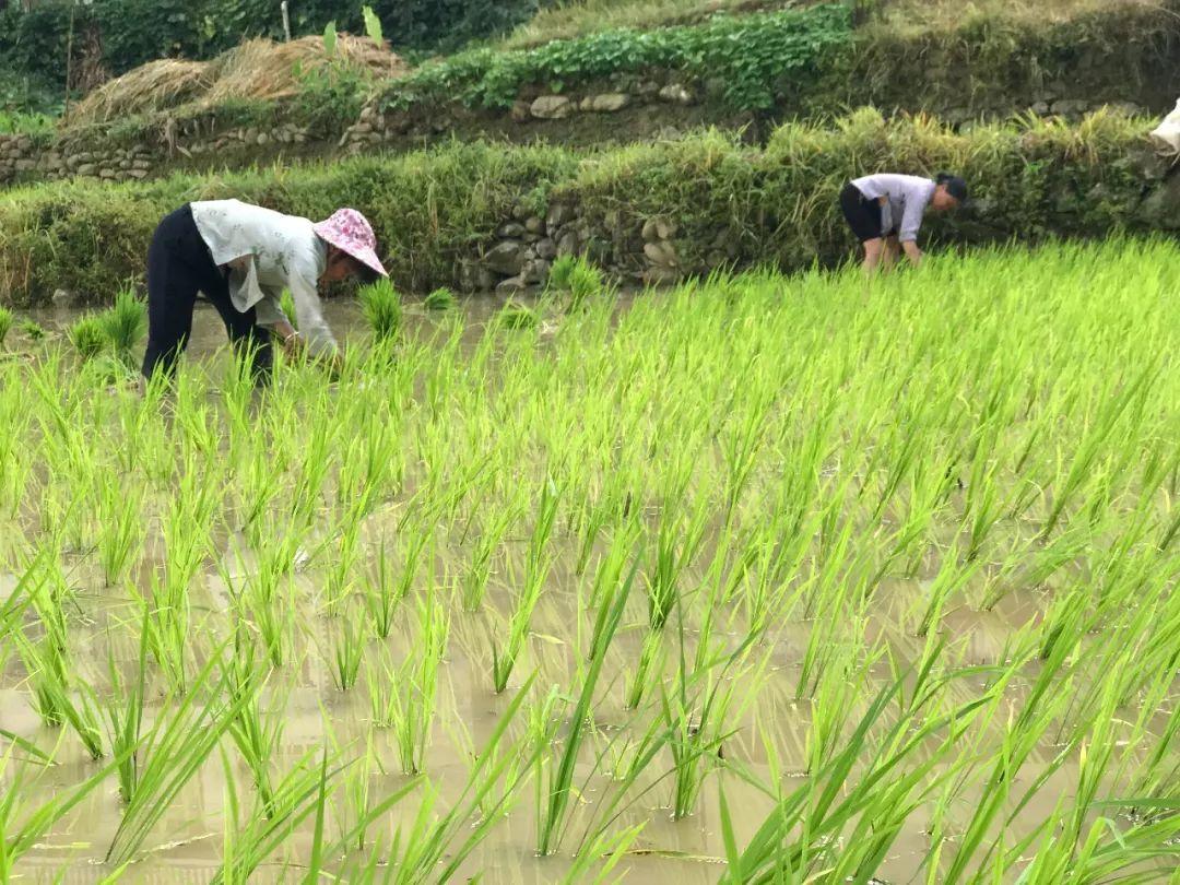 富硒臻品大米（大米富硒臻品图片大全）-硒宝网