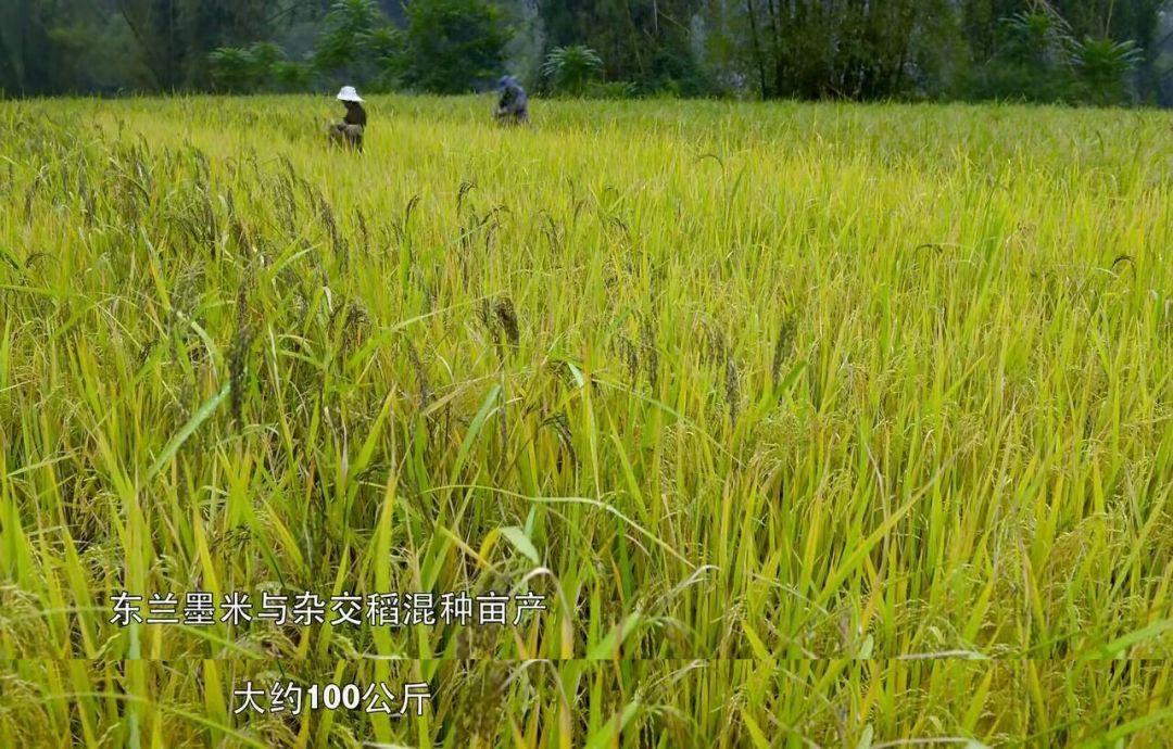 富硒臻品大米（大米富硒臻品图片大全）-硒宝网