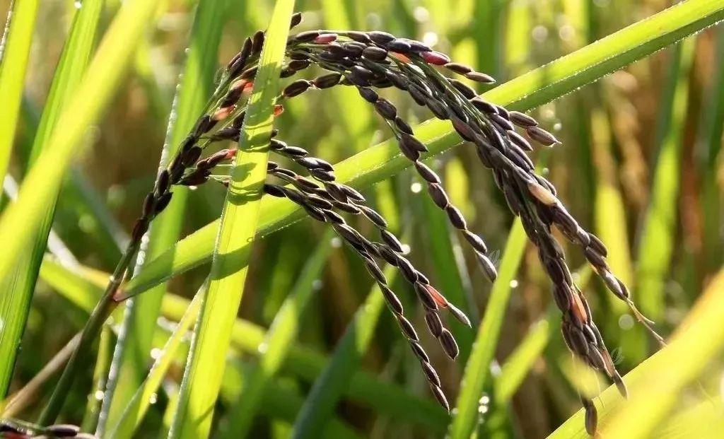 富硒臻品大米（大米富硒臻品图片大全）-硒宝网