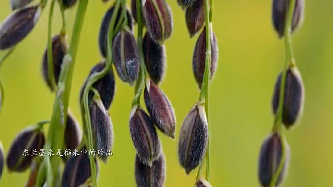 富硒臻品大米（大米富硒臻品图片大全）-硒宝网