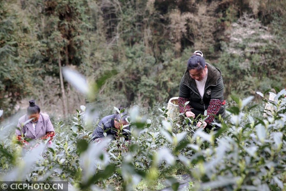 潘锦富硒大米(富锦富硒大米)-硒宝网