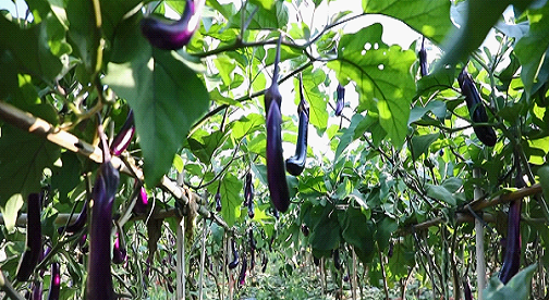 硒谷富硒大米（富硒大米中的硒指的是什么）-硒宝网