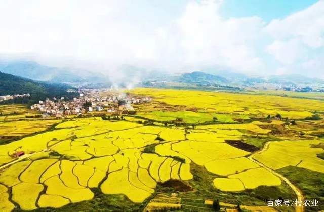 浦塘富硒大米（浦北富硒大米）-硒宝网