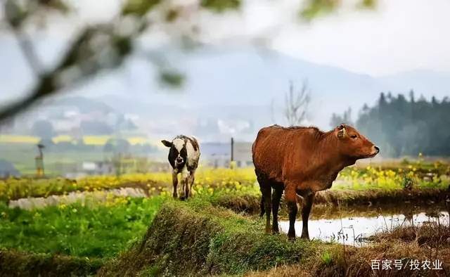 浦塘富硒大米（浦北富硒大米）-硒宝网