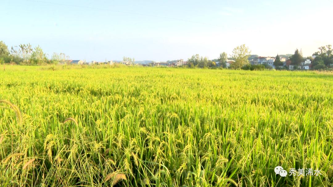 富硒大米吃了（长期食用富硒大米）-硒宝网