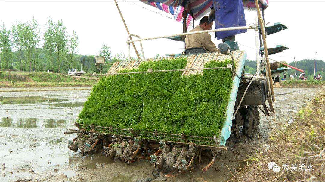 富硒大米吃了（长期食用富硒大米）-硒宝网