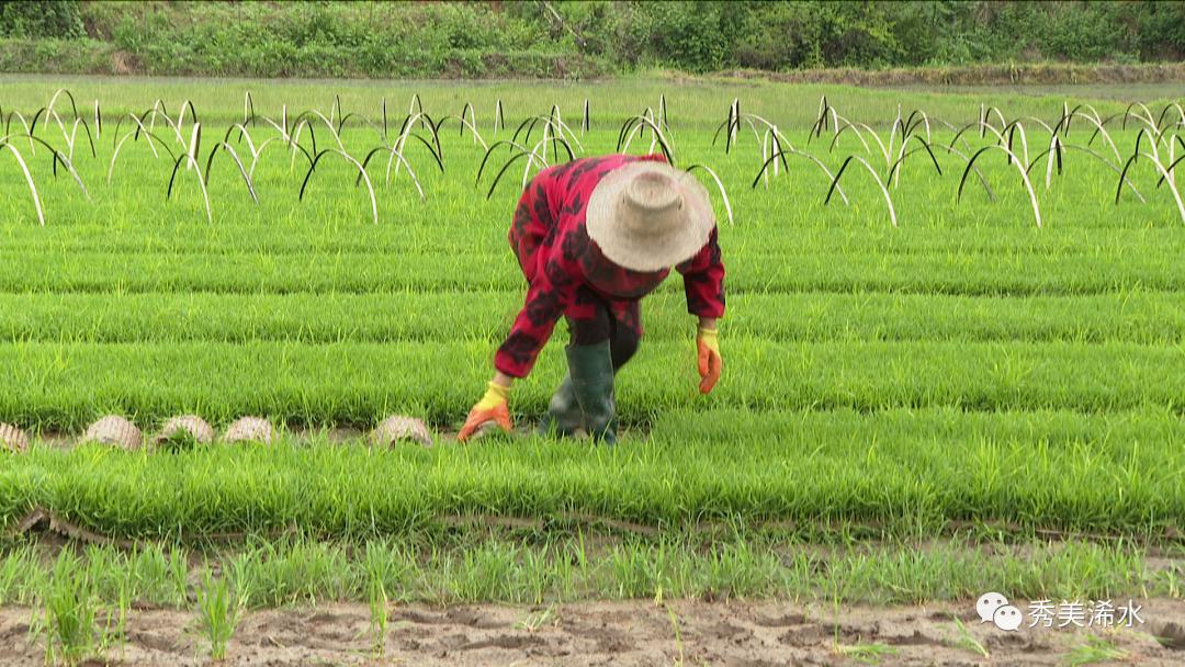 富硒大米吃了（长期食用富硒大米）-硒宝网