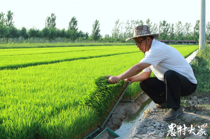 富硒大米收割（富硒大米生产技术）-硒宝网