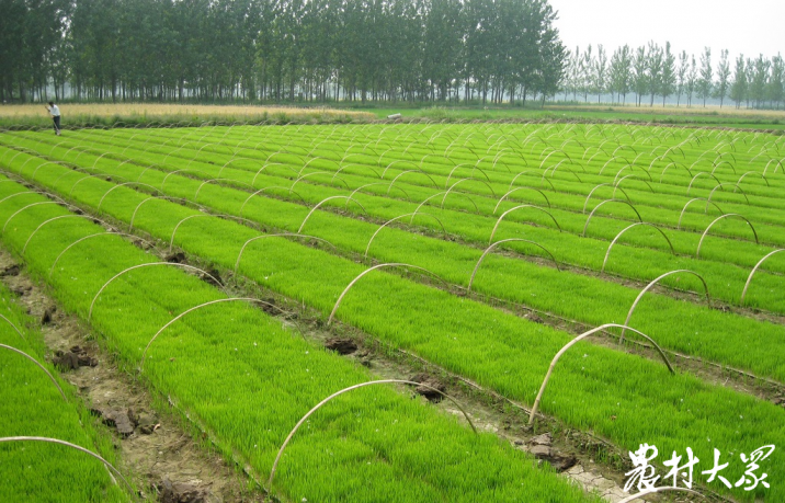 富硒大米收割（富硒大米生产技术）-硒宝网
