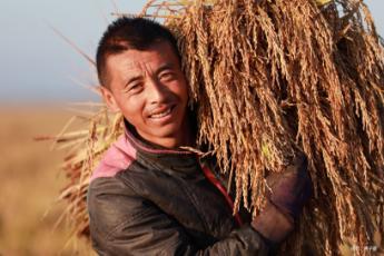 富硒大米收割(富硒大米产量)-硒宝网