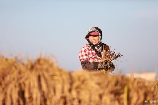 富硒大米收割(富硒大米产量)-硒宝网