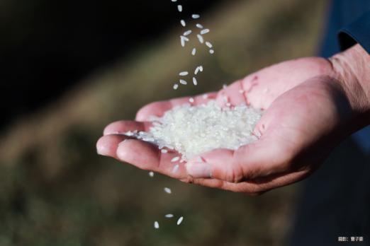 富硒大米收割(富硒大米产量)-硒宝网