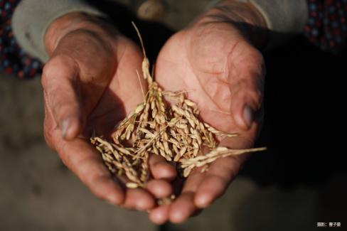 富硒大米收割(富硒大米产量)-硒宝网